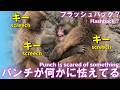 【パンチくん日記🐵】今日は市川市動植物園は休園日なので昨日の続きをどうぞ。でもパンチが何かにまた怯えてる、もしかしてフラッシュバック？【Monkey Punch's Diary_2026/5/6】