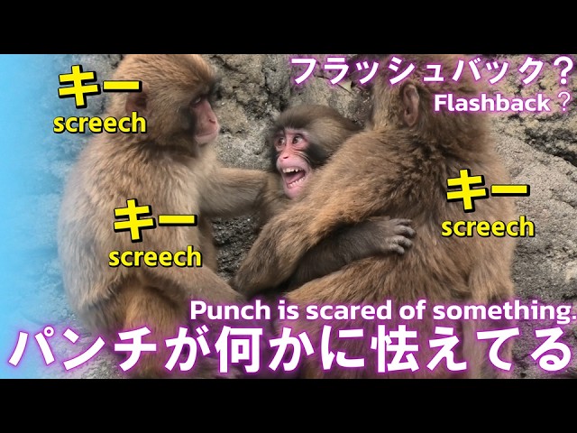 This is the latest video of the monkey punching, but it suddenly