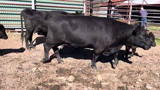 Mc151