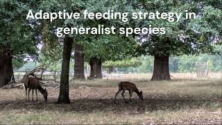 Generalist species alters foraging niche - example in red deer feeding on acorns