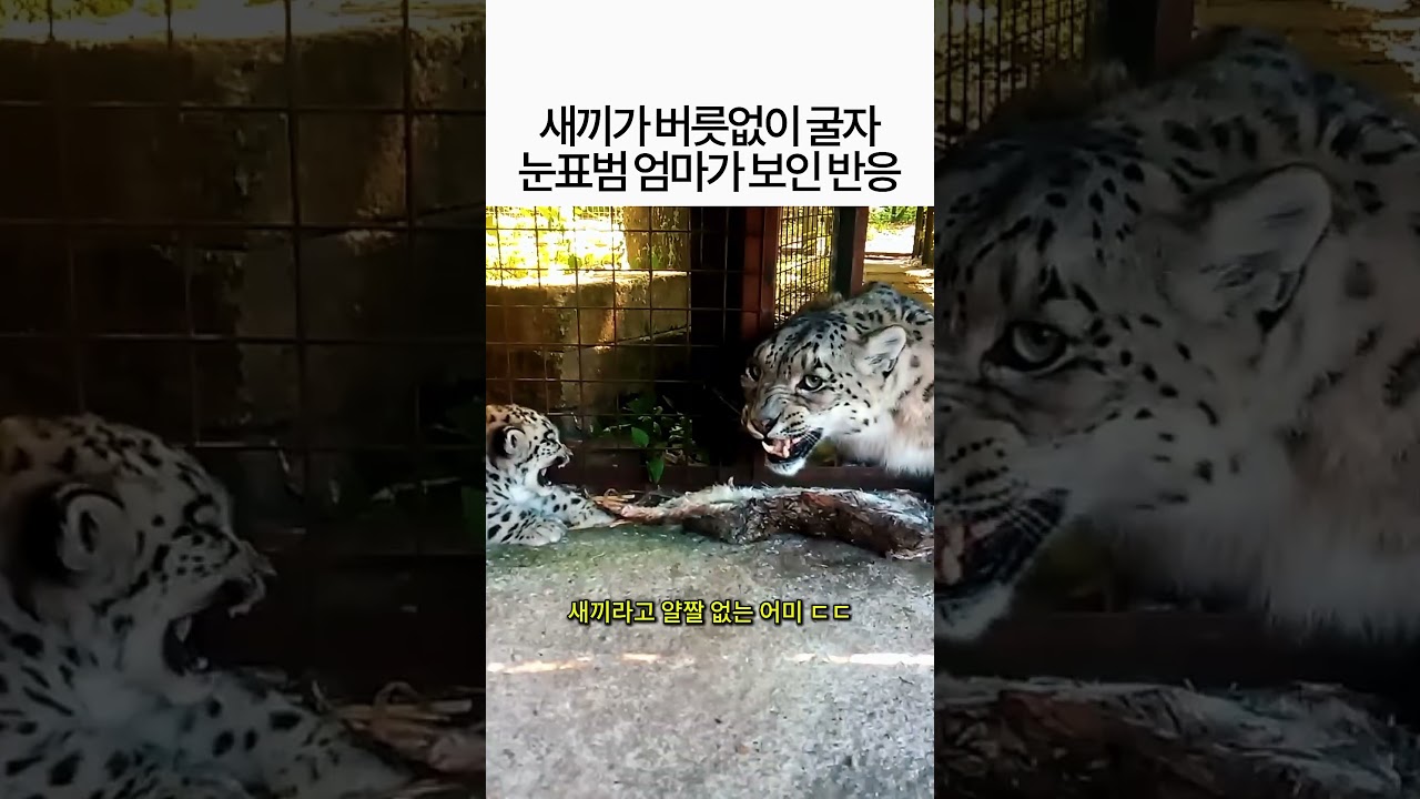 눈표범 엄마한테 까불면 생기는 일