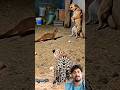 Aksi Seru‼️Musang Bikin Anjing & Kucing Berdiri 😱🐕🐱 #shorts #animals #wildlife