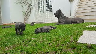 Cane corso kennels in Tunisia  / مزرعة لبيع كلاب كين كورسو بتونس