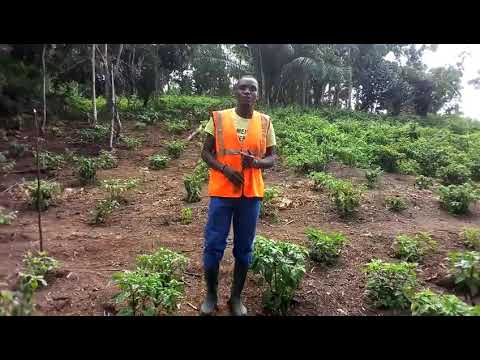 Vidéo: Quelles sont les étapes de la récolte ?