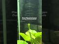 Plants Releasing Oxygen in water During Photosynthesis