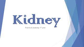 Kidney : Practical anatomy 1st year screenshot 5