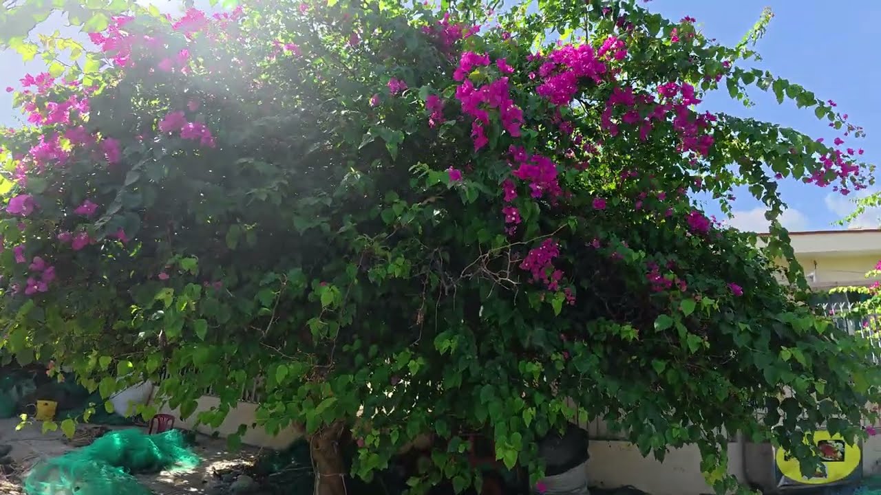 ASMR Con Đường Hoa Giấy 🌸 Đi Bộ Chậm Giữa Sắc Hoa Bình Yên