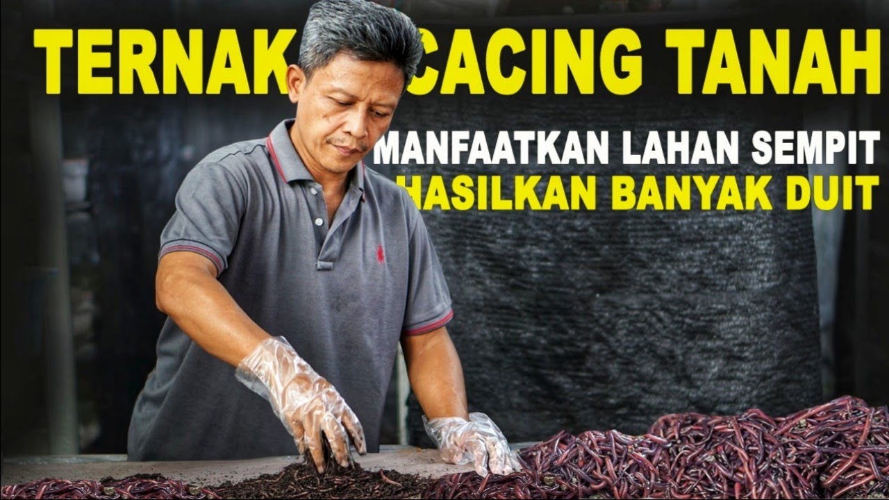 Ide Usaha Ternak Cacing, Bisa Untung Besar