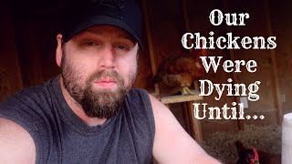 Our Chickens Were DYING Until THIS | The BEST Chicken Feed On The Market