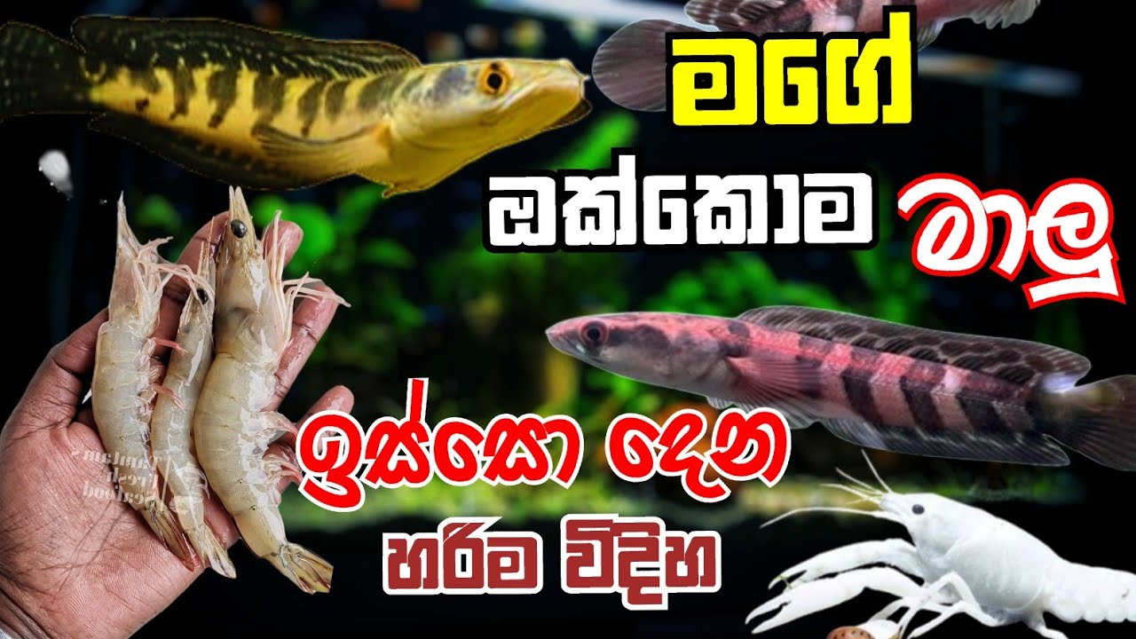 මගේ ඔක්කොම මාලු බලමු ද ? | ALL my Fish & Aquariums - YouTube