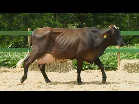 LOTE 7   FAZENDAS REUNIDAS FGS   3239CG