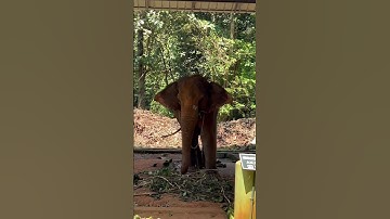 Abhayaranyam Kaprikkadu // elephant