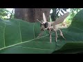 The model of the bee | Lets create from wood