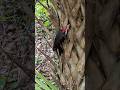 Pileated Woodpecker Male is So Fast at Snatching Carpenter Ants Off Cabbage Palm Tree, Flagler Trail