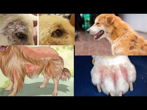 dog-skin-problems-/-pet-care---skin-allergy-for-dog-/in-hindi