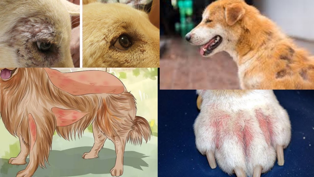 Dog Skin Problems Pet Care Skin Allergy For Dog In Hindi Youtube