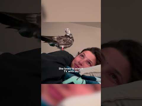 Rescue Pigeon Loves