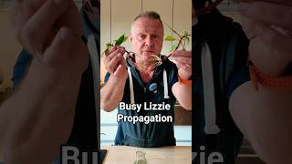 Propagating Busy Lizzies From Cuttings 🌱 So Easy #short #youtube #youtubeshorts  #propagation