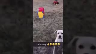 Dog runs into swings #memes #dog