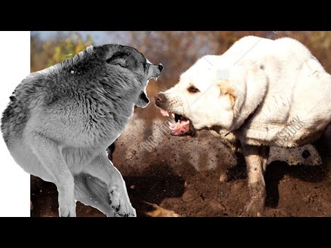 Alabai The Wolf Crusher, Alabai King Of Central Asia / Giant Dog - YouTube