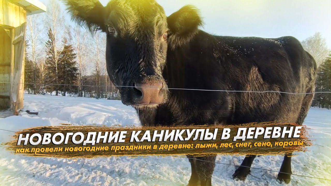Новогодние каникулы в деревне. Лыжи, снег, сено и коровы - все на месте