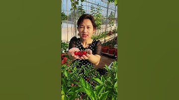 Ớt này làm mức được hông. hu.hu!!#nhatrangsadec #thuytrangsadec #trongrausanthuong