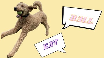 "EAT" AND "BALL" | TEACH YOUR DOG TO TALK using buttons!