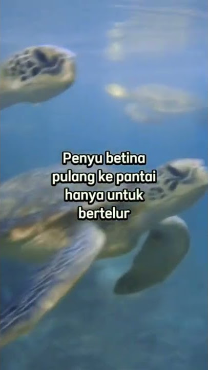 Anda pejantan tangguh?
