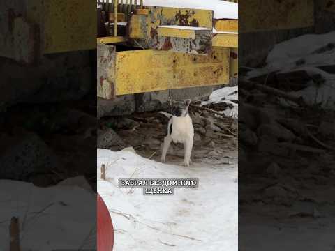Видео: Бездомный щенок никогда не играл. Первая игрушка.