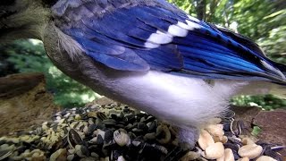 Blue Jay with fly under wing*catbird*nuthatch* Rain On Pond by seahue 3,985 views 7 years ago 5 minutes, 43 seconds