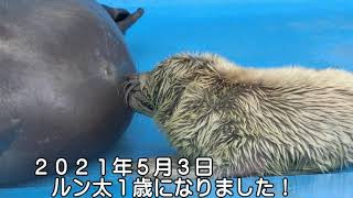 【アザラシ】あっという間の一年でした！（伊勢シーパラダイス／水族館）