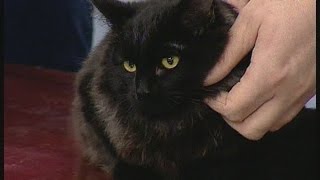 Советы ветеринара: кожные болезни у кошек и их диагностика