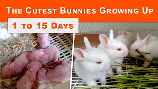 The Cutest Rabbit Bunnies Growing Up 1 to 15 Days | Baby Rabbit Growing Day by Day | Rabbit Care