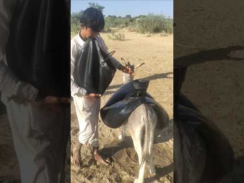 الصبي يملأ الماء على الحمار ولكن كانت ردة فعله غريبة حمار حيوانات موقف طريف ماء ردة فعل 