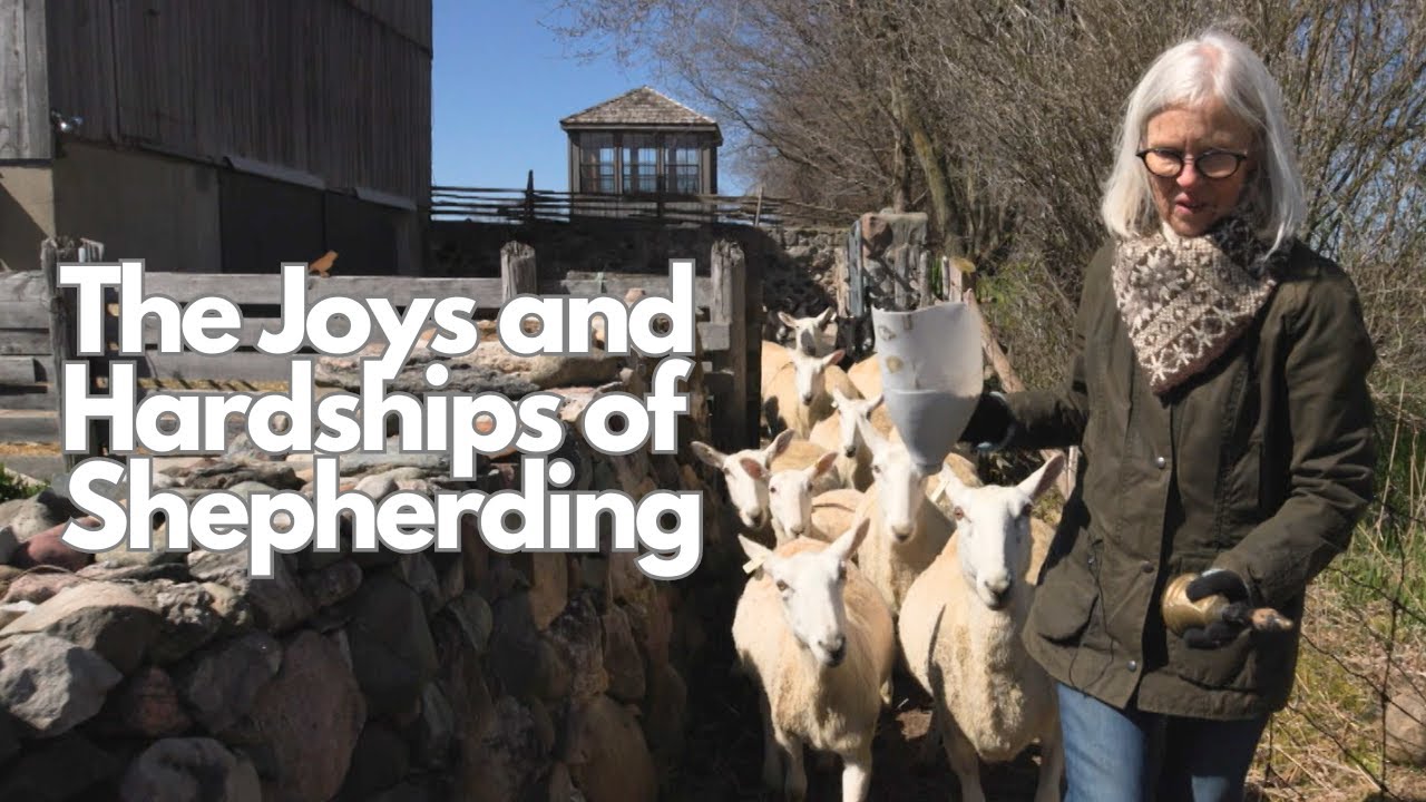 "Beauty and Grit: A Look Into Ontario Sheep Farming"