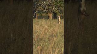 Leaping Coyote Gets Center Punched #foxpro #coyote #hunting #shorts