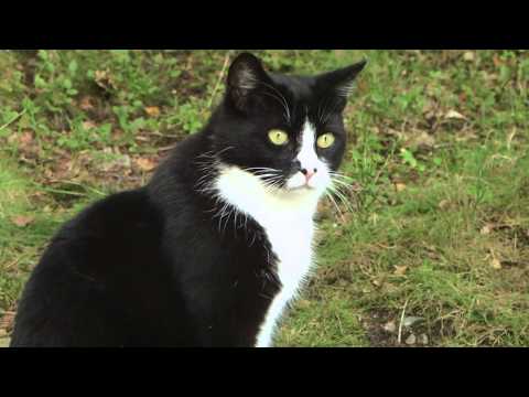 Video: 5 Sätt Att Hjälpa En Gömd Katt