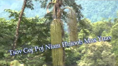 Dab Neeg - Tsov Los Coj Hmoob Poj Niam Mus Yuav
