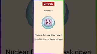 Mitosis cell division I stages of mitosis I  #shortsvideo #youtubeshorts #mitosis