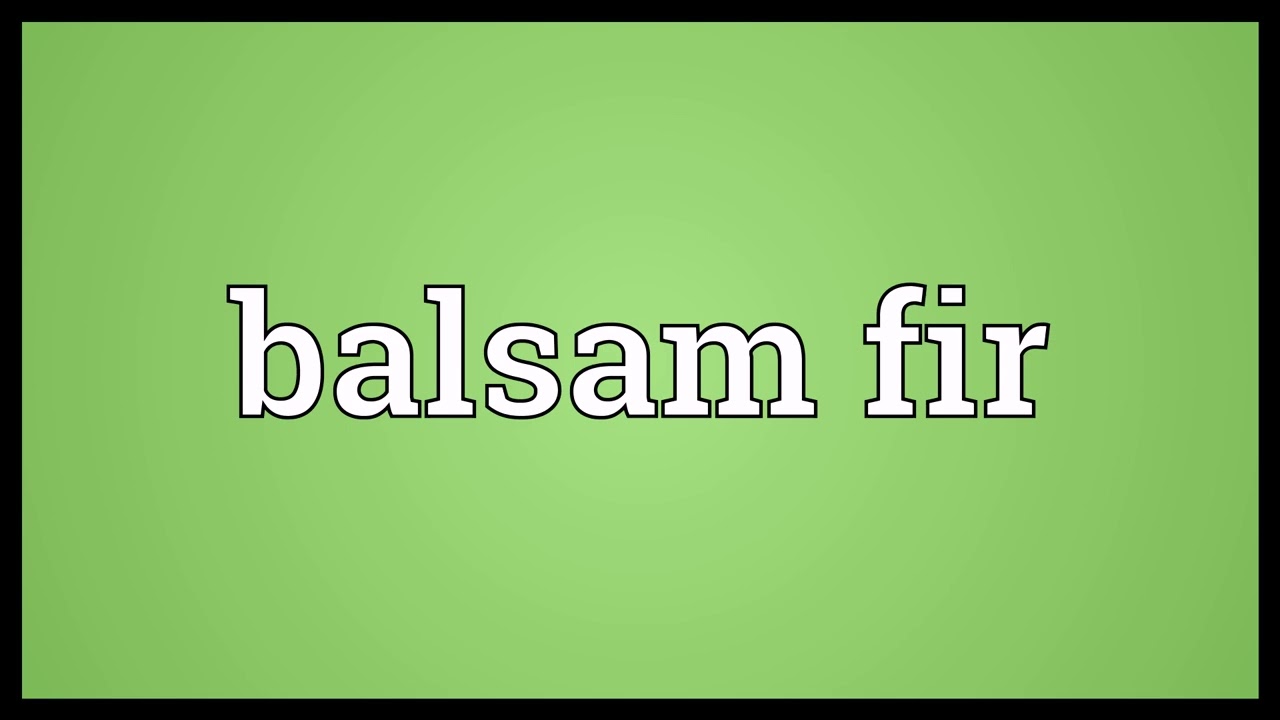 Balsam fir Meaning
