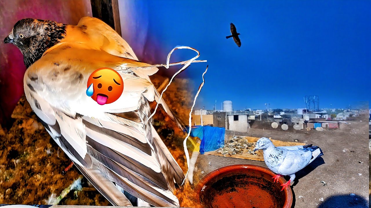 Yee Kyaa Ho Gya 😭 || Mera New Kabutar Mar Gya  #pets #shortvideo #citywings #youtubeshorts 