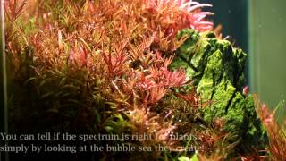 ISTA Professional Plants LED Light - Aquascaping