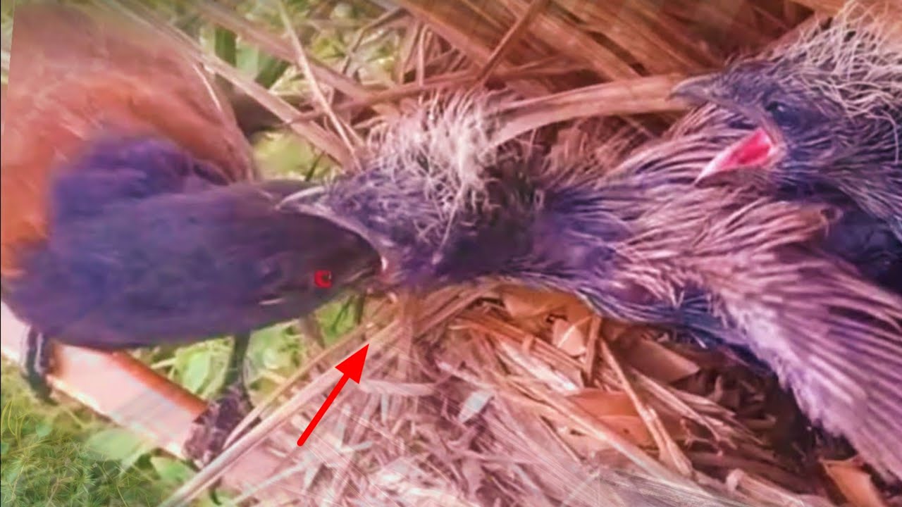 ANAK BURUNG YANG RAKUS HAMPIR SALAH MAKAN - YouTube