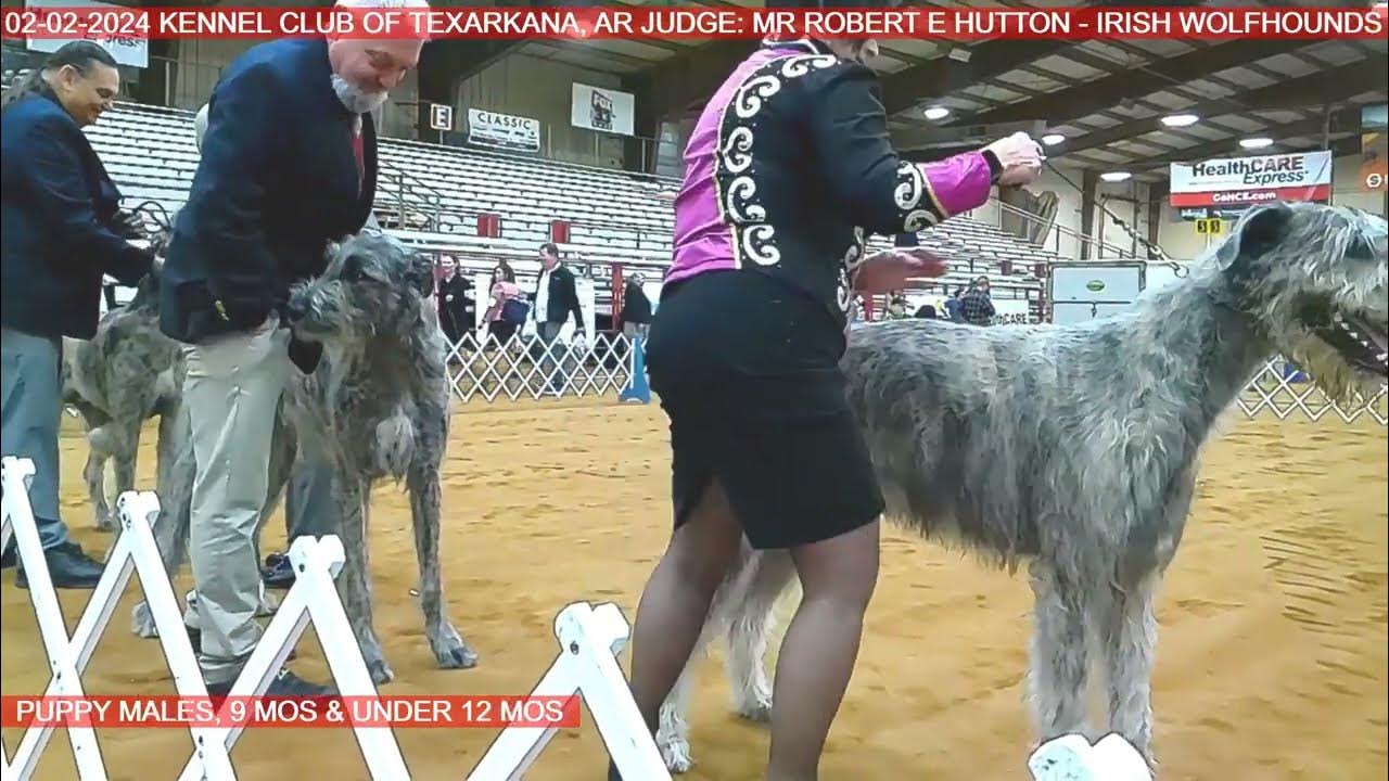 02022024 The Kennel Club of Texarkana., AR Irish Wolfhounds YouTube