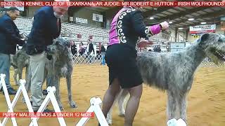 02-02-2024 The Kennel Club of Texarkana., AR - Irish Wolfhounds