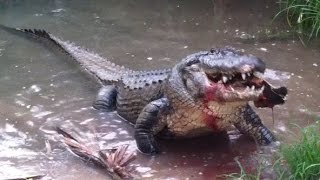 Alligator Eats a Huge Turtle!