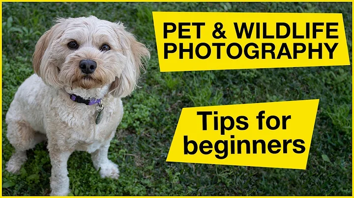 PET & WILDLIFE PHOTOGRAPHY tips for beginners - the Animal Magic Photography Challenge. - DayDayNews