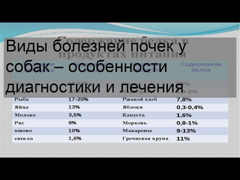 Видео: Лечение хронических инфекций мочевых путей у пожилых собак