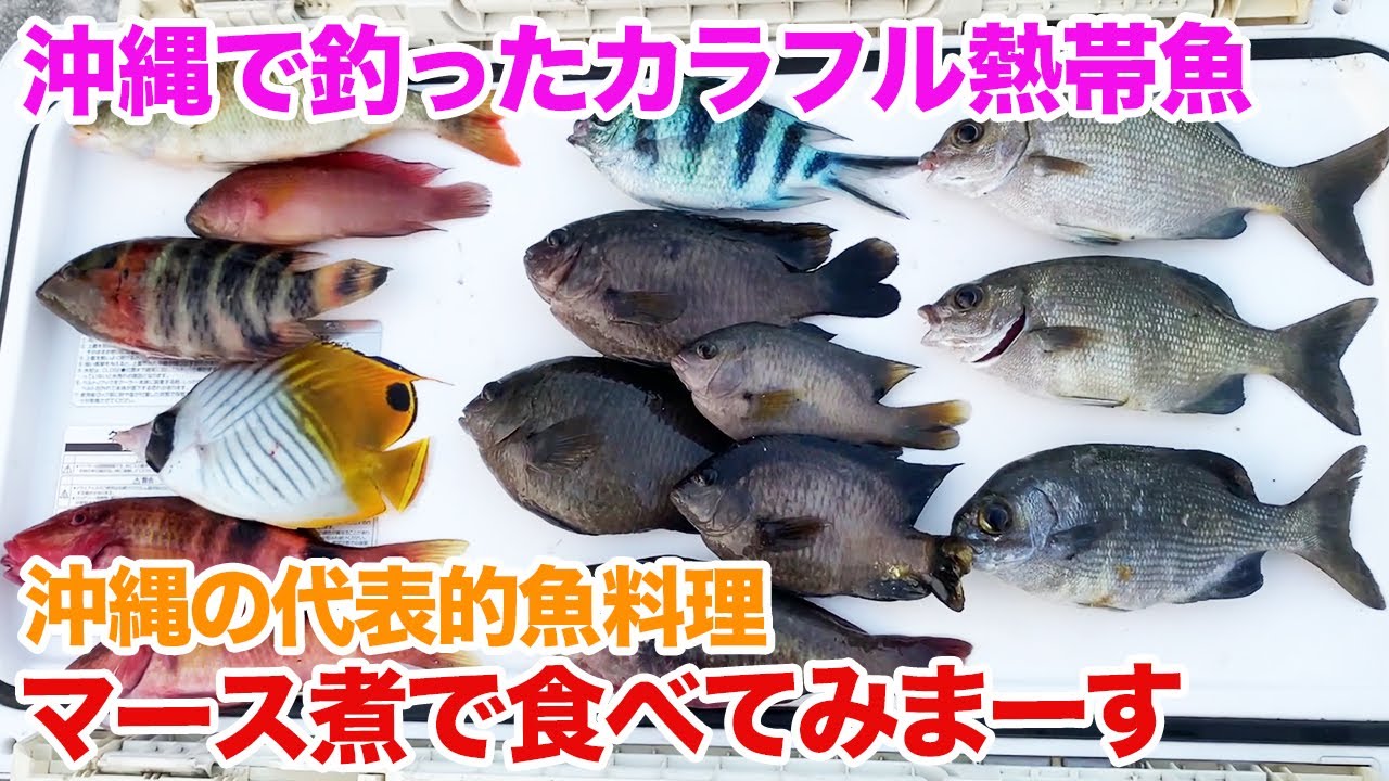 粒餌爆食】スミレヤッコ 沖縄産 【公式通販】