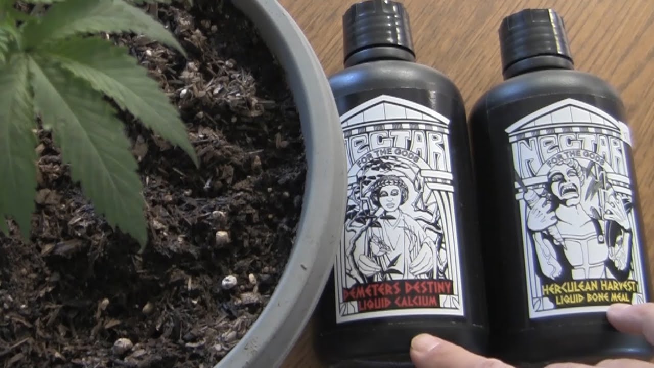 Nectar For The Gods brought my plant back to life! Organic Nutrients Rule! YouTube